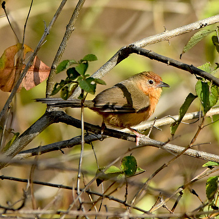 Tawny Bellied babbler