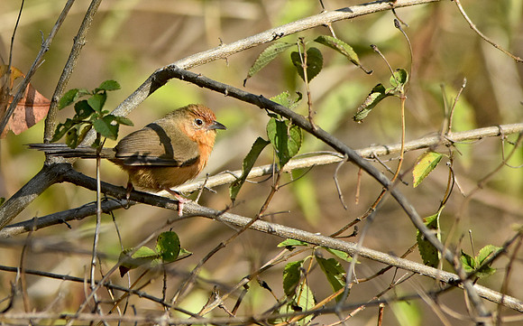 Tawny Bellied babbler