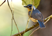 Tickell's Blue flycatcher, male