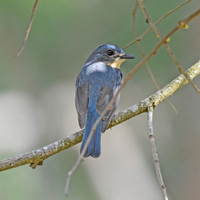 Tickell's Blue flycatcher, male