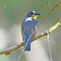Tickell's Blue flycatcher, male