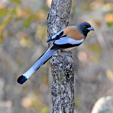 Rufous treepie