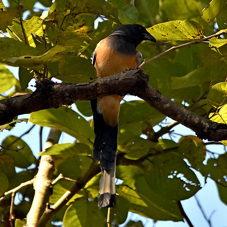 Rufous treepie