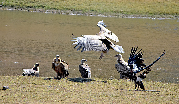White backed vulture