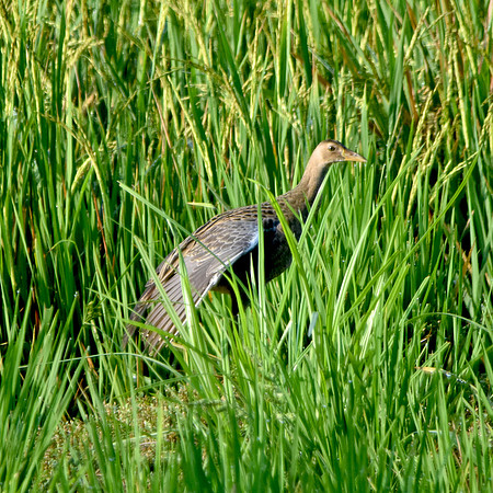 Watercock