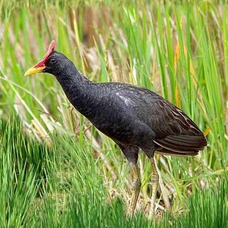 Watercock