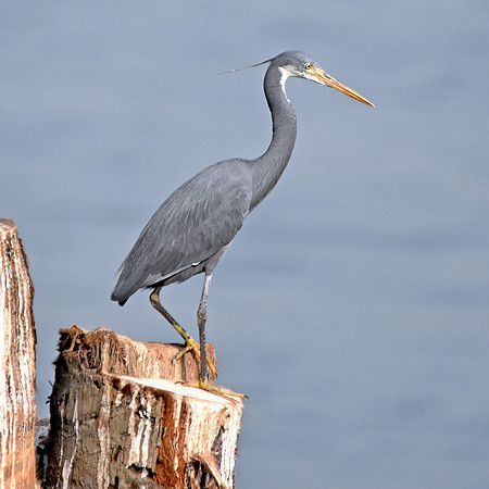 Western reef heron