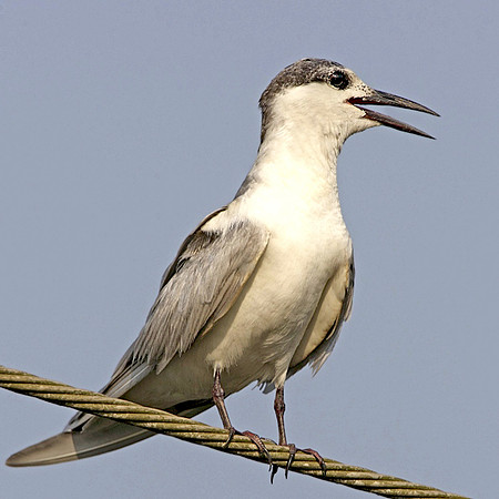 Whiskered tern