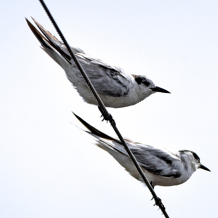 Whiskered tern