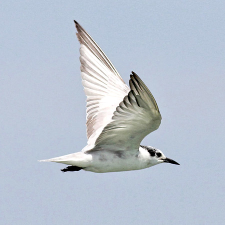 Whiskered tern