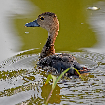 Fulvous whistling duck