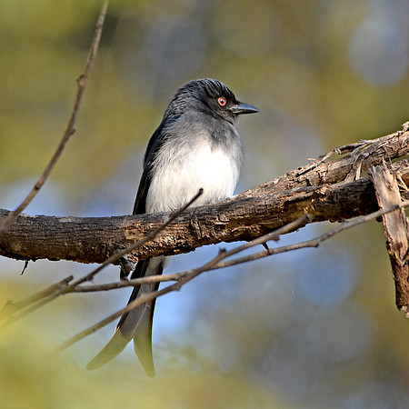 White bellied drongo