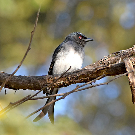 White bellied drongo