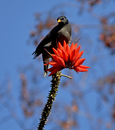 Jungle myna