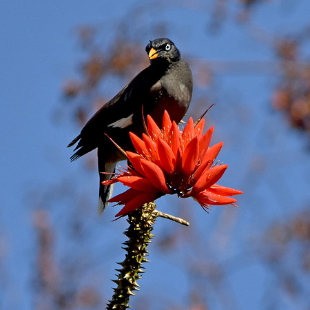 Jungle myna