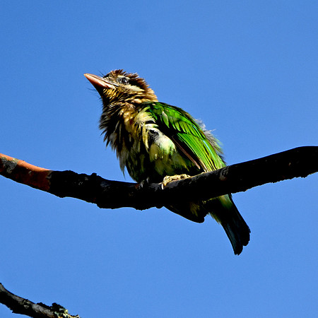 White cheeked barbet