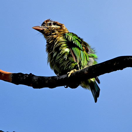 White cheeked barbet