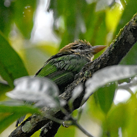 White cheeked barbet