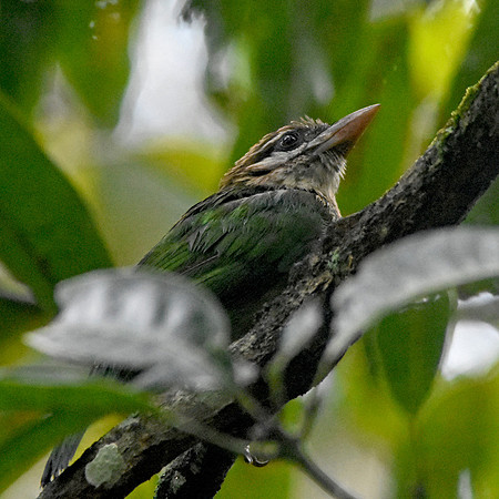White cheeked barbet