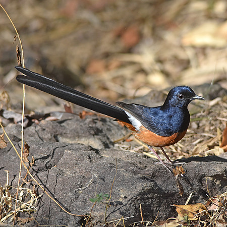 White rumped shama