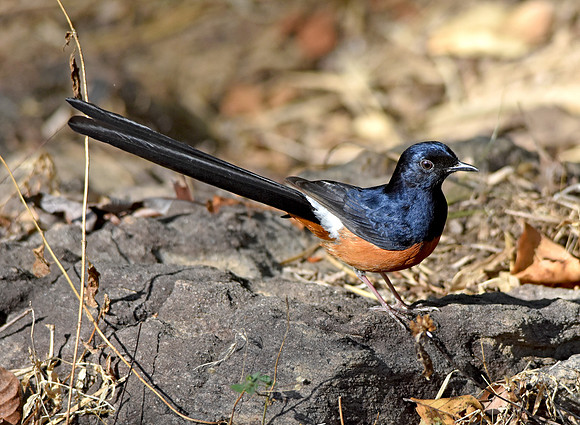 White rumped shama