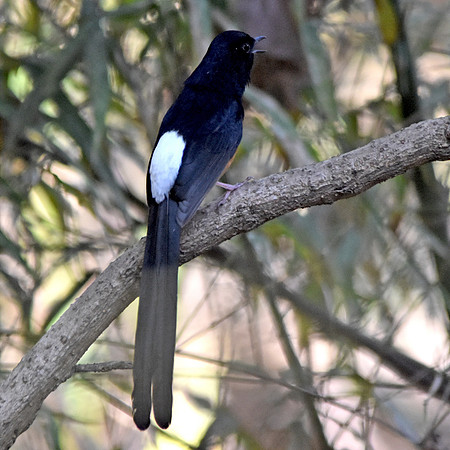 White rumped shama