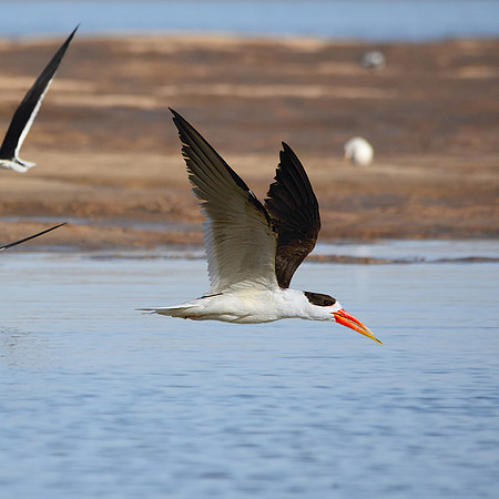 Indian skimmer