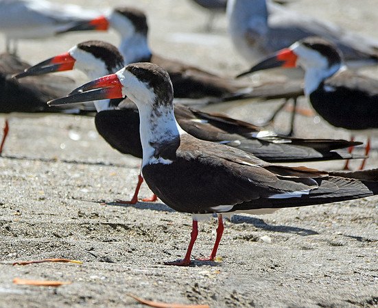 Black skimmer