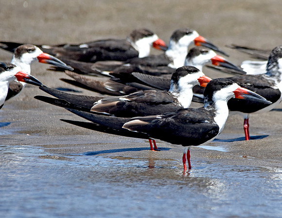 Black skimmer