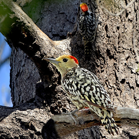 Yellow crowned woodpecker