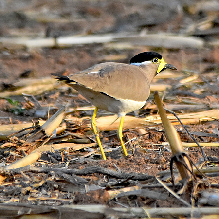 Yellow wattled lapwing