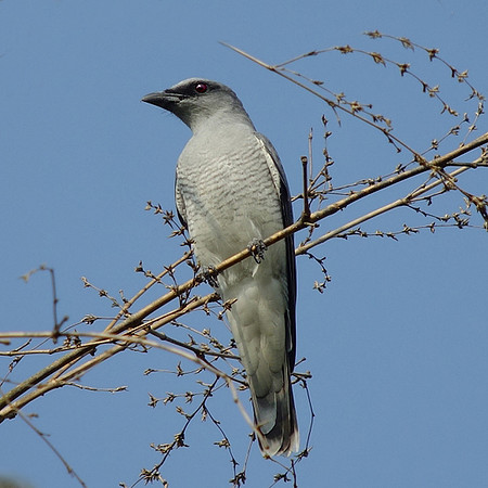 Large cuckooshrike