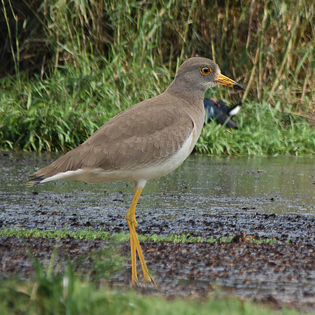 Grey headed lapwing
