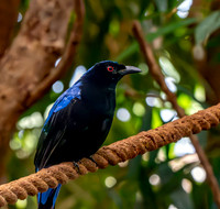 Asian fairy bluebird