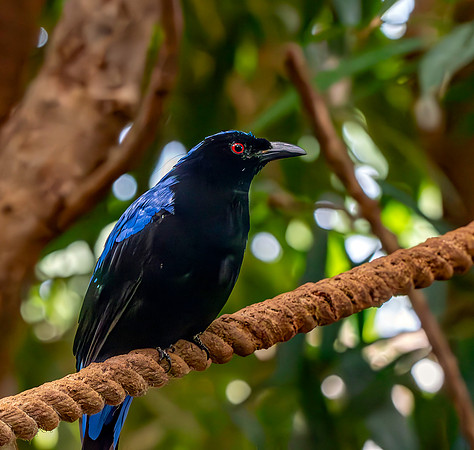 Asian fairy bluebird