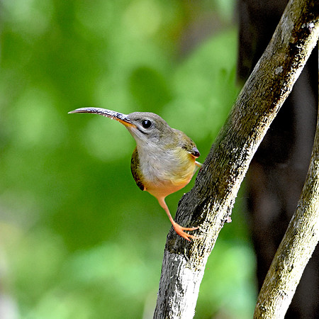 Little spiderhunter