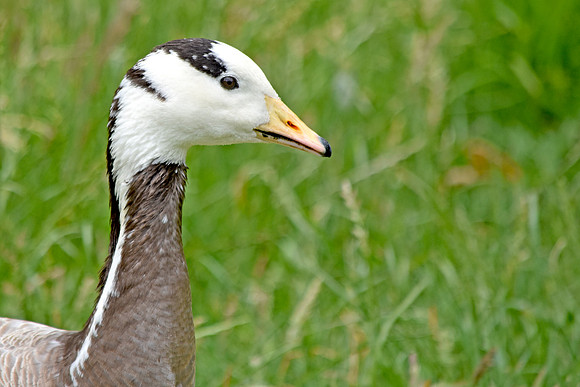 Bar headed goose