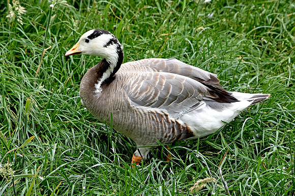 Bar headed goose