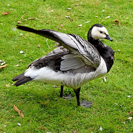Barnacle goose