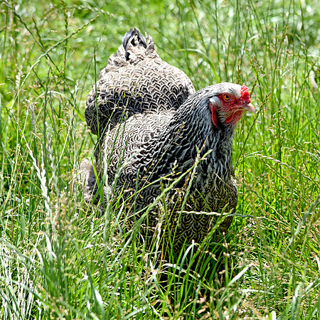 Brahma chicken