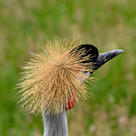 Grey crowned crane