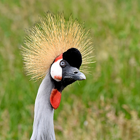 Grey crowned crane