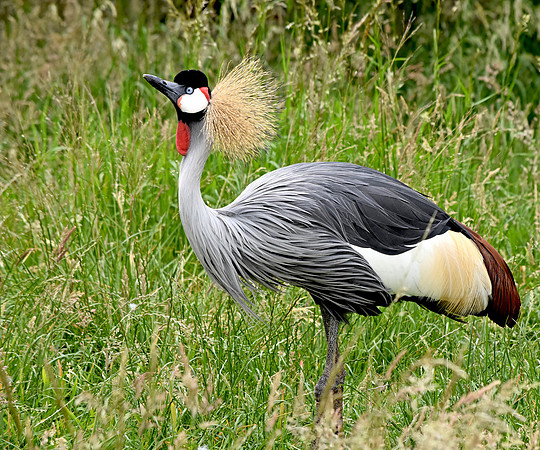 Grey crowned crane