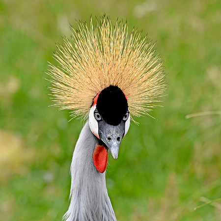 Grey crowned crane