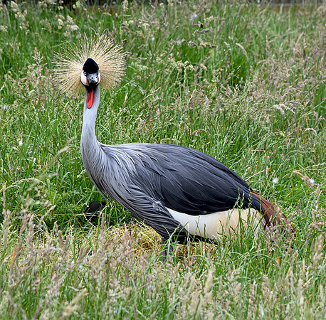 Grey crowned crane
