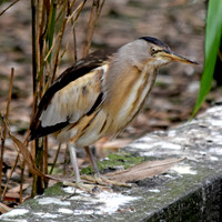 Little bittern
