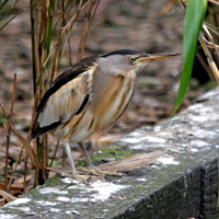 Little bittern