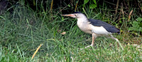 Little bittern
