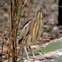 Little bittern