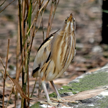 Little bittern